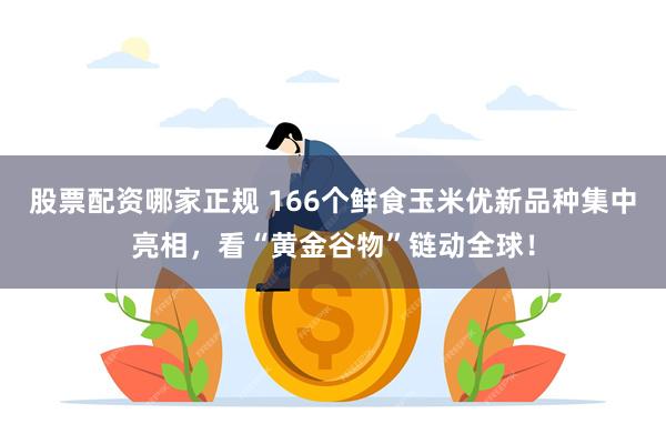 股票配资哪家正规 166个鲜食玉米优新品种集中亮相,看“黄金谷物”链动全球!