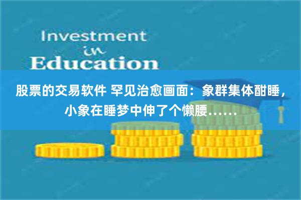 股票的交易软件 罕见治愈画面：象群集体酣睡，小象在睡梦中伸了个懒腰……